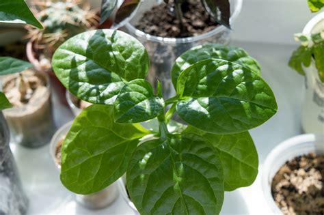 Growing Spinach Indoors Successfully The Easy Effective Steps