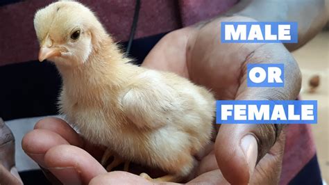 DIFFERENCE IN MALE AND FEMALE CHICKS BABY CHICKS YouTube