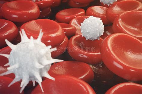 Red Blood Cells Leukocyte Or White Blood Cells Are The Cells Of The