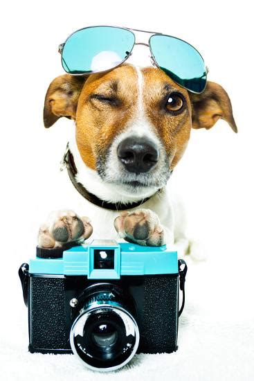 Dog Photo Camera Photographic Print Javier Brosch