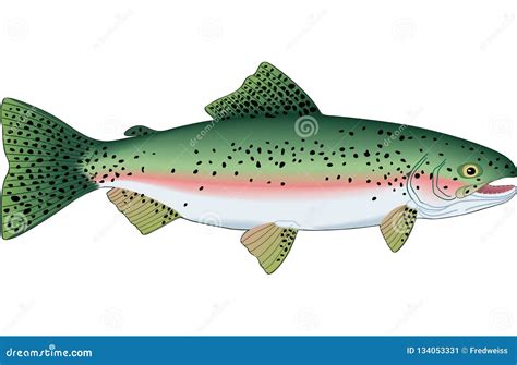 Rainbow Trout Illustration Stock Vector Illustration Of Trout 134053331