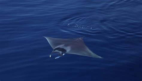 30 Giant Devil Rays Stranded In Turkey Tethys Research Institute