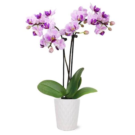 Just Add Ice Orchid Phalaenopsis Mini Pink Plant In 2 12 In White