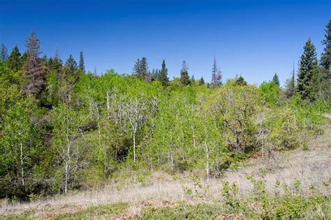 Woody Invasion Of Mixed Grass Prairie Habitat By Trembling Aspen And