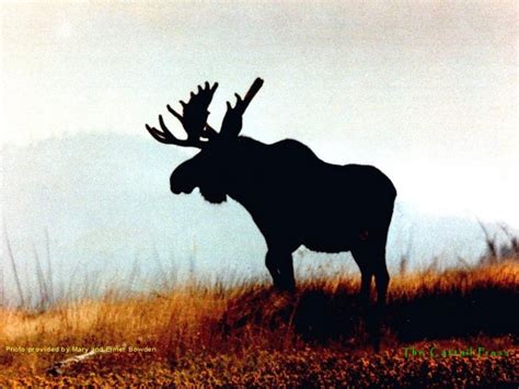 Free Download Moose Wallpaper Page 28 Images 1920x1200 For Your
