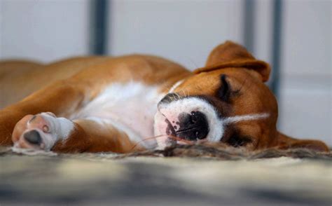 Sleeping Boxer Puppy Free Stock Photo Public Domain Pictures