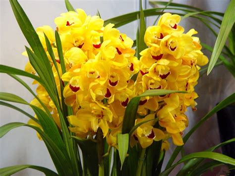 Oggi vedremo insieme come realizzare all'uncinetto un fiore di orchidea!per domande, dubbi o chiarimenti lasciate un commento sotto al video. Acquista all'ingrosso Online cymbidium pianta di orchidea ...