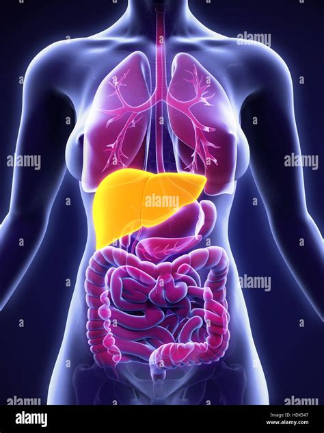 Human Liver Picture