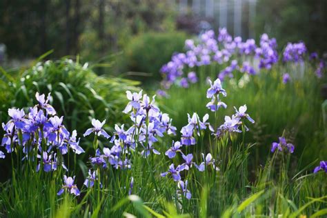 How To Grow Siberian Iris — Comprehensive Grow Guide