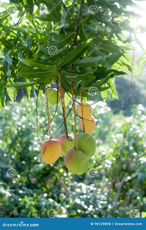 Cluster Of Raw Mangoes On A Mango Tree Mango Tree Royalty Free Stock