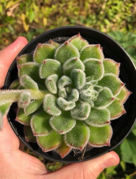 Echeveria Bombicina Tudo Sobre Essa Suculenta Guia Das Suculentas