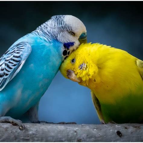 Budgies Everything You Need To Know Just For Pets