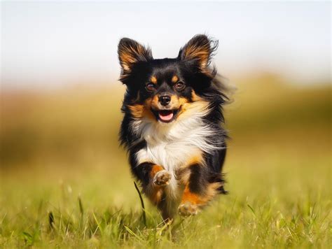 Top 20 Des Races De Chiens Préférées Des Français Choisir Son Chien