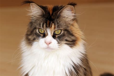 The table below shows all of the color combinations along with the corresponding color codes that you. Which cat breed to choose - cat personalities - lovecats