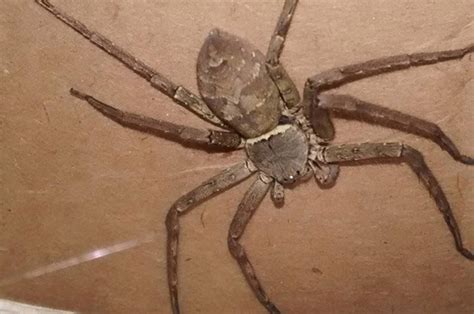Huntsman Spider Found In Uk Crawls Out Of Crate On Suffolk Farm Daily