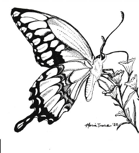 Butterfly Ink Drawing Drawings Ink Drawing Art Sketchbook