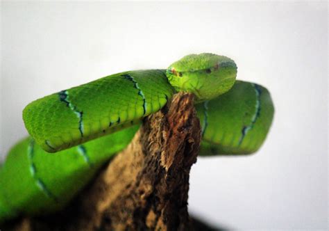 Snake Free Stock Photo Public Domain Pictures