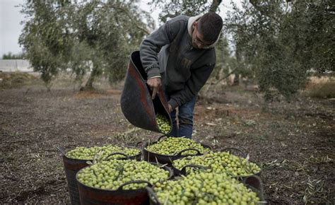 Us Taxes On Spanish Products Spains Olive Oil Industry Is Already