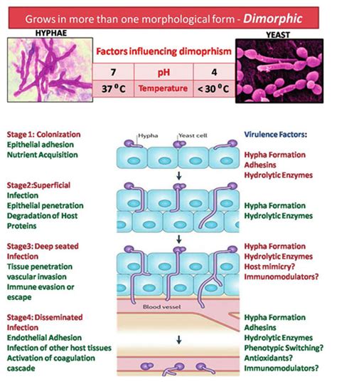 Pathogenesis Of Oral Candidiasis Document Gale Academic Onefile