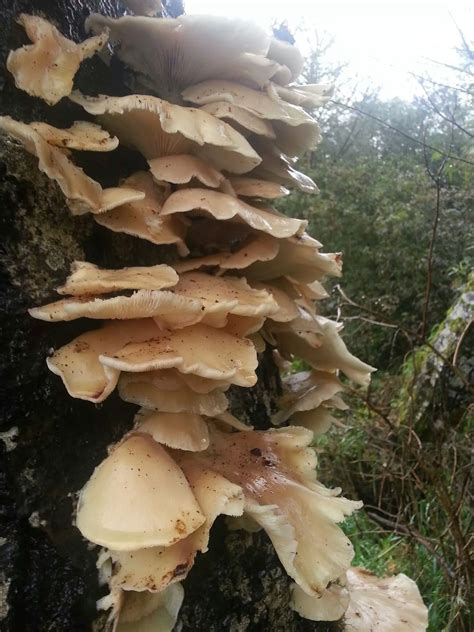 Oyster Mushrooms Mushroom Hunting And Identification Shroomery