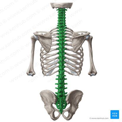 Vertebral Column Anatomy Curvature And Movements Kenhub My Xxx Hot Girl