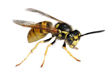 Yellow Jacket Wasps Pest Control And Extermination