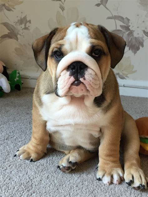 Our olde english bulldogge puppies are happy, healthy and socialized. Male English bulldog puppy | Carlisle, Cumbria | Pets4Homes