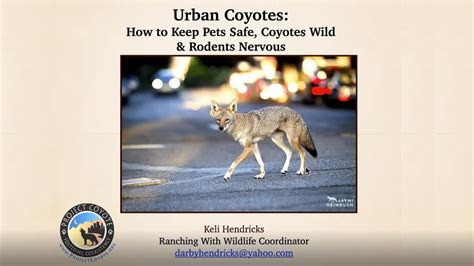 Urban Coyotes How To Keep Pets Safe Coyotes Wild And Rodents Nervous