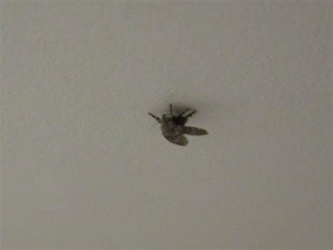 Kleine fliegen in der blumenerde? Wie kriege ich diese Fliegen aus der Wohnung? (Mücken)