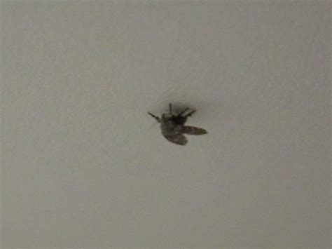 Stecht mich halt, aber lass mich endlich schlafen! Wie kriege ich diese Fliegen aus der Wohnung? (Mücken)