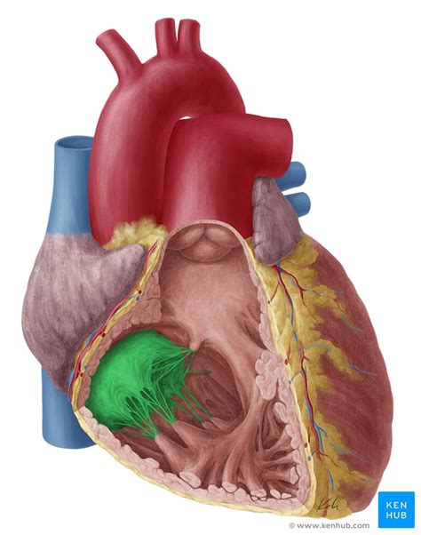 Válvulas Cardíacas Anatomía Función Kenhub