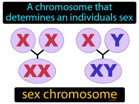 Sex Chromosome Definition And Image Gamesmartz