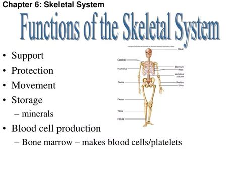 Ppt Chapter 6 Skeletal System Powerpoint Presentation