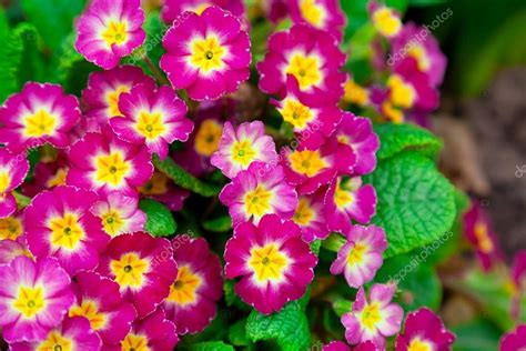 Perennial Primrose Or Primula In The Spring Garden — Stock Photo
