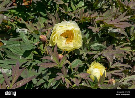 Yellow Tree Peony Hi Res Stock Photography And Images Alamy