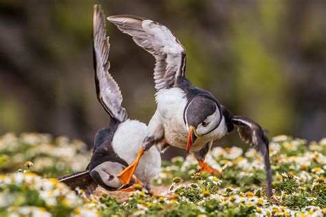 British Wildlife Photography Awards 2016 Images Show The Best Of Uk Nature