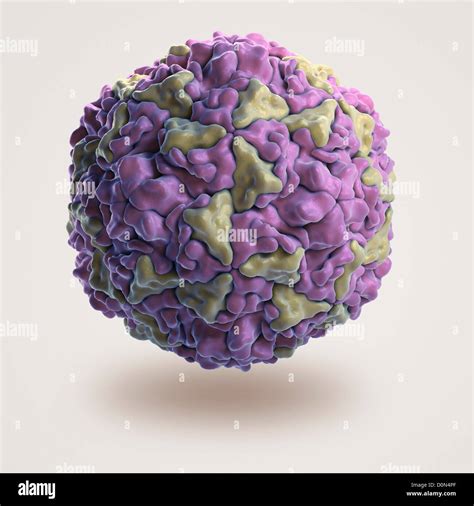 Structure Human Rhinovirus Pdb 4rhv Rhinoviruses Are Most Common