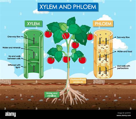 Diagram Showing Xylem And Phloem Plant Illustration Stock Vector Image