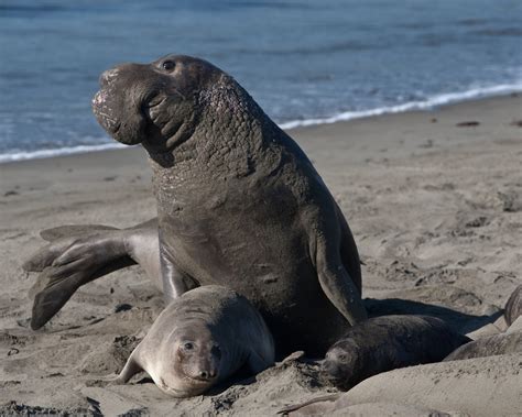 Northern Elephant Seal Washington Olympic Peninsula · Inaturalist