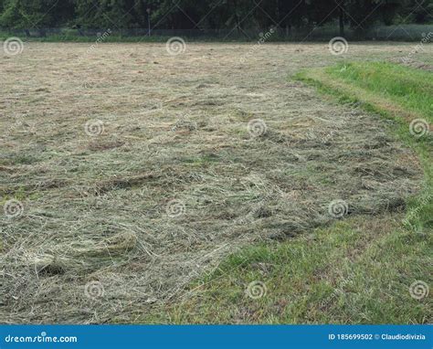 Freshly Cut Hay Stock Photo Image Of Field Nature 185699502