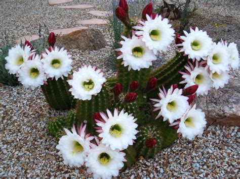 Echinopsis Candicans Argentine Giant World Of Succulents