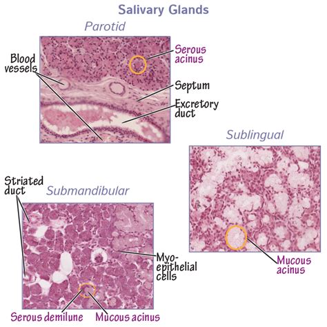 Histology Glossary Histology Salivary Glands Draw It To Know It