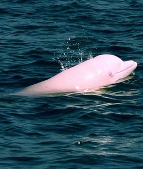 Pink Bottlenose Dolphin Albino Dolphin Bottlenose Dolphin Orca