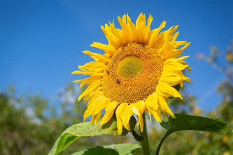 Premium Photo Sunflower Against A Blue Sky