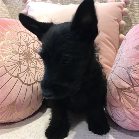 I am very familiar with the breed. Scottish Terrier Puppies For Sale | Birmingham, AL #187366