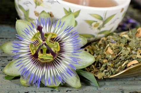 Dried Passion Flower Herb Calming Loose Leaf Tea Premium Etsy