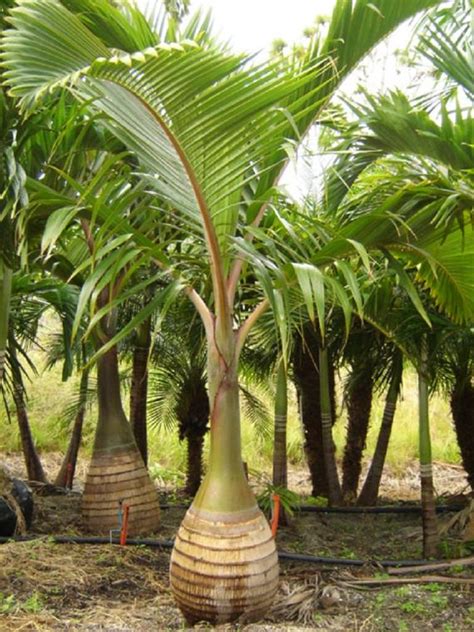 The infants have a close relationship with the mother, even after they have weaned at the age of 3. Ornamental Palm Tree Seeds Pack 3 Types of Palms Tree Seeds