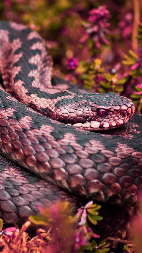 Pink Snake By Georgekev Snake Wallpaper Pink Snake Snake