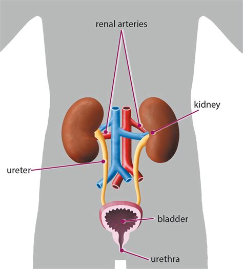 Copy Of Excretoryurinary System Lessons Blendspace