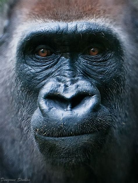 Gorilla Tiere Tierbilder Halb Mensch Halb Tier